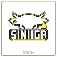 SINIIGA